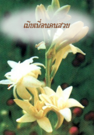 เมียเพื่อน