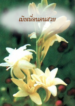 เมียเพื่อน